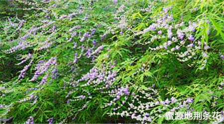 蜜源地荆条花 蜜源地荆条花