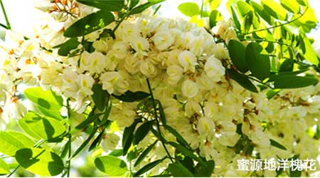 蜜源地洋槐花 蜜源地洋槐花