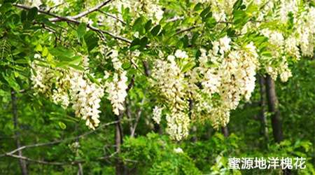 蜜源地洋槐花 蜜源地洋槐花