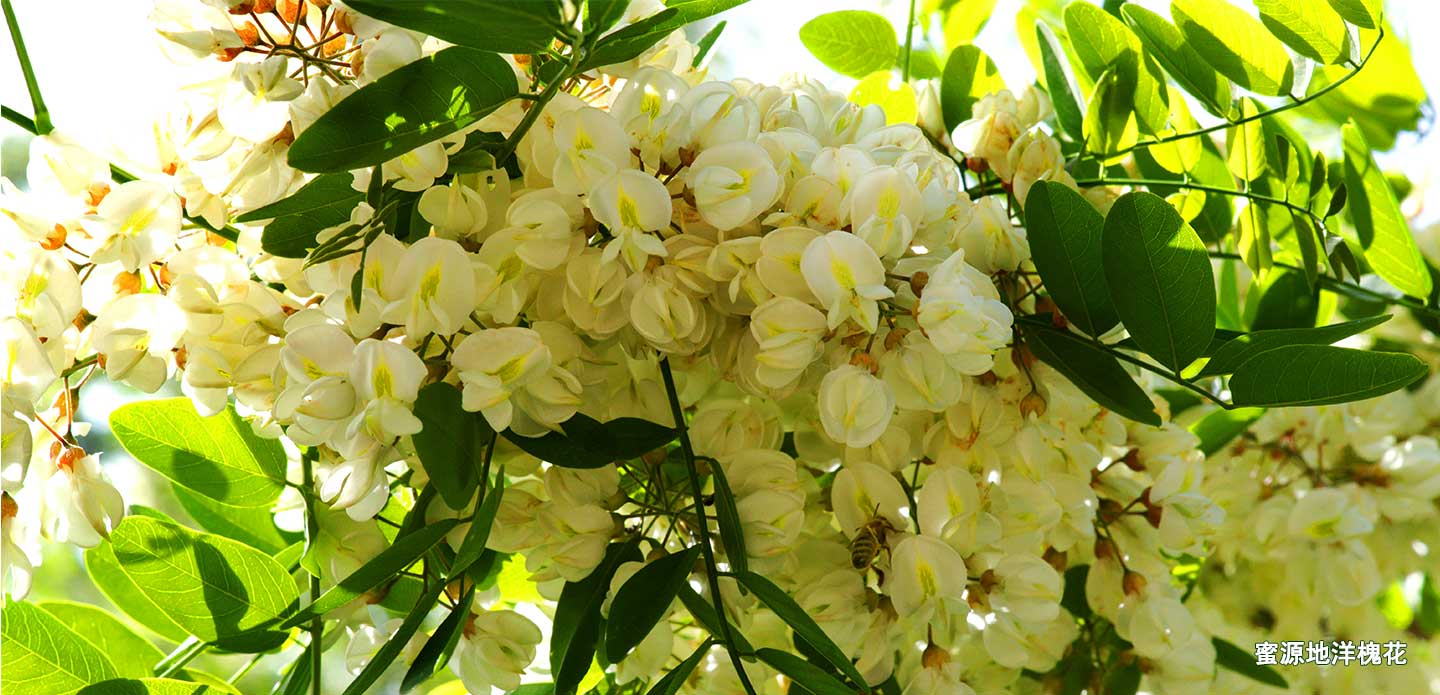 蜜源地洋槐花